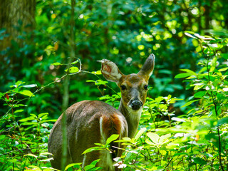 Deer in the woods