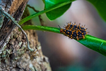 Pointed hairy caterpillar, caterpillar on a leaf