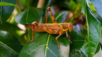Big grasshopper on a leaf