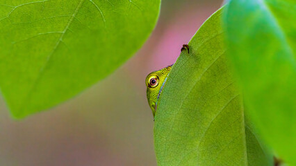 Chameleon peeking with one eye from behind the leaf