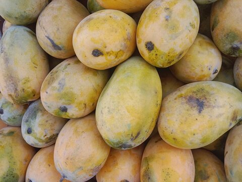 yellow mango fruit pile pattern.Mangifera indica fruit pile pattern