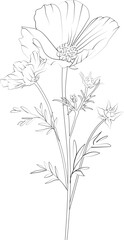 Birth flower Cosmos doodle bouquet of flower design for card or print. hand-painted Cosmos flower illustrations isolated on white backgrounds, engraved ink art floral coloring pages, and books