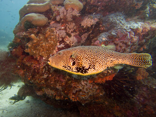Map Puffer (Arothron mappa), or Scribbled toadfish, at a coral reef outside Puerto Galera, Philippines. This is in the center of the coral triangle