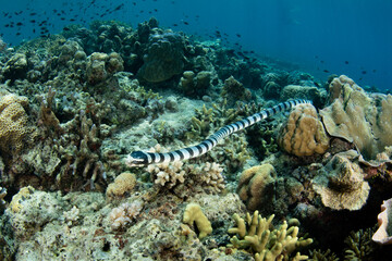 A Banded sea krait, Laticauda colubrina, hunts for small fish on a coral reef in Indonesia. This distinctive reptile is highly venomous and is adapted to swim underwater with a paddle-like tail.