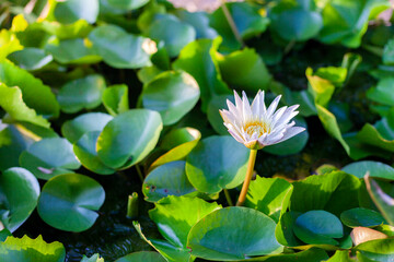 lotus flower in the garden
