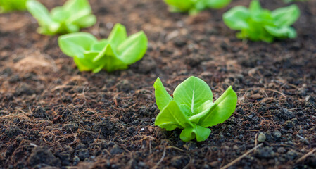Lettuce grown in raised beds. Organic farming. Organic lettuce grown on the ground on the farm.