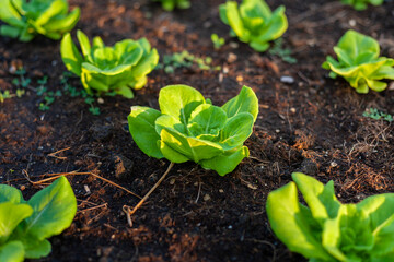 Lettuce grown in raised beds. Organic farming. Organic lettuce grown on the ground on the farm.