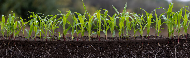 Obraz premium young corn plants in soil with roots