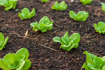 Lettuce grown in raised beds. Organic farming. Organic lettuce grown on the ground on the farm.