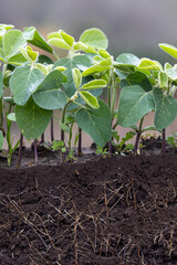 young sunflower plants in soil with roots