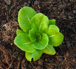 Lettuce grown in raised beds. Organic farming. Organic lettuce grown on the ground on the farm.