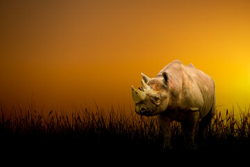 a rhino walking through grass at sunset