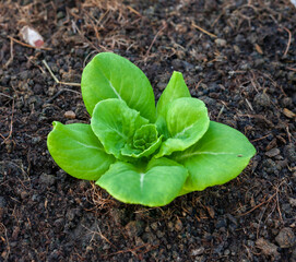 Lettuce grown in raised beds. Organic farming. Organic lettuce grown on the ground on the farm.
