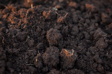 Soil for growing seedlings, vegetables in the nursery. Soil mixture with manure, husks, coconut husks, fermented before planting. Close-up photo of soil. Soil preparation