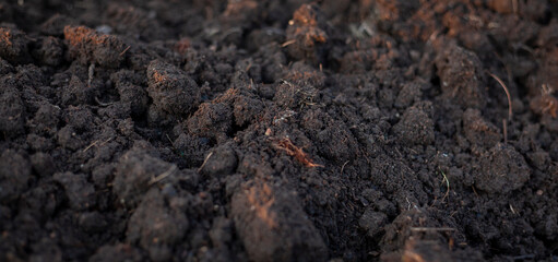 Soil for growing seedlings, vegetables in the nursery. Soil mixture with manure, husks, coconut husks, fermented before planting. Close-up photo of soil. Soil preparation