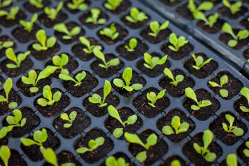 Growing seedlings in trays. Plants are growing from seeds in trays in a nursery. Photo of plants in...