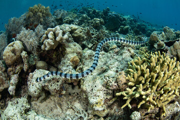 A Banded sea krait, Laticauda colubrina, hunts for small fish on a coral reef in Indonesia. This...