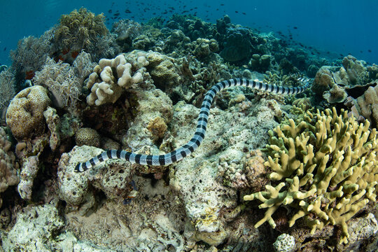 A Banded sea krait, Laticauda colubrina, hunts for small fish on a coral reef in Indonesia. This distinctive reptile is highly venomous and is adapted to swim underwater with a paddle-like tail.