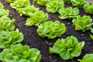 Lettuce grown in raised beds. Organic farming. Organic lettuce grown on the ground on the farm.