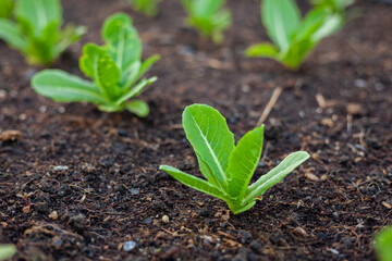 Lettuce grown in raised beds. Organic farming. Organic lettuce grown on the ground on the farm.