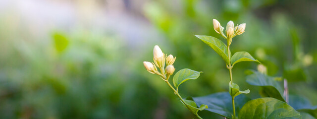 green grass in the morning