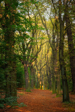 A forest path lit by the summer sun
