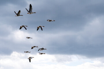 goose immigration migration group flock of birds