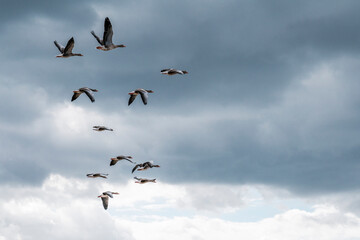 goose immigration migration group flock of birds