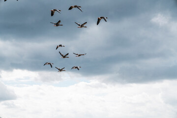 goose immigration migration group flock of birds