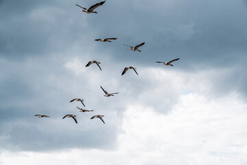 goose immigration migration group flock of birds