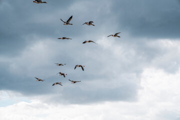 goose immigration migration group flock of birds