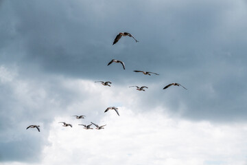 goose immigration migration group flock of birds