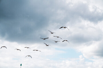 goose immigration migration group flock of birds