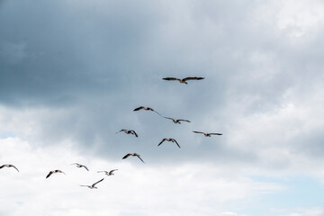 goose immigration migration group flock of birds