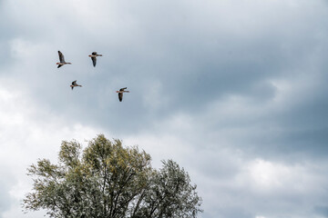 goose immigration migration group flock of birds