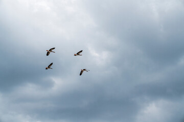 goose immigration migration group flock of birds