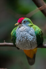Beautiful or Rose-fronted Fruit Dove (Ptilinopus pulchellus) Perching