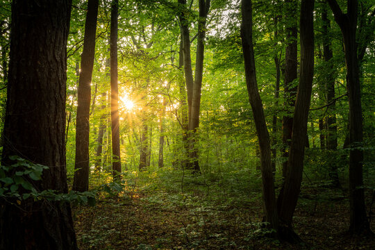 Green hour of sunset