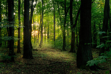 Green hour of sunset