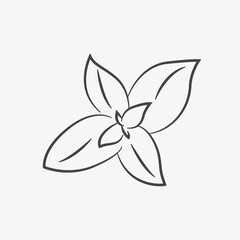 Hand drawn basil illustration. Herb, spice, ingredient for meal. Vector