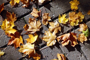 autumn leaves in the park