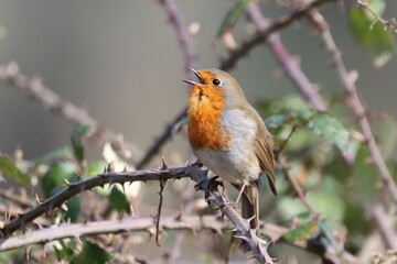 Eurasian Robin (Erithacus rubecula) Singing his merry tune as  the sun rises.