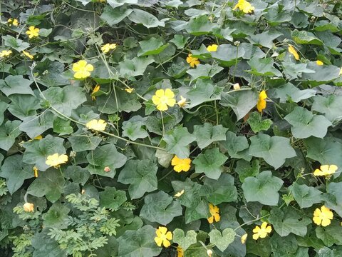 luffa cylindrica green field with flower or sponge gourd leaves with flower in the garden 