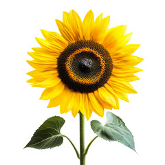 Fototapeta premium Yellow Sunflower with Black Center Isolated on Transparent Background