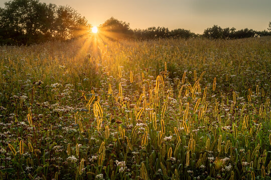 Evening meadow