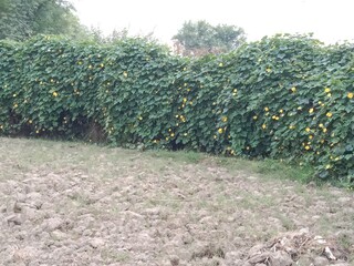 luffa cylindrica green field with flower or sponge gourd leaves with flower in the garden 