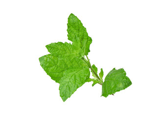 Green fresh lemon basil leaves isolated on white background with clipping path, Fresh thai garden herbs, Hoary basil, Hairy basil (Ocimum africanum)