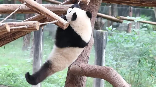 Close up Little panda , Yu Ai in Chongqing, China