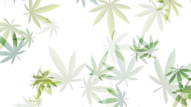 Animation marijuana green leaf hookah. Hemp leaf in white color abstract background. Loop motion graphic.