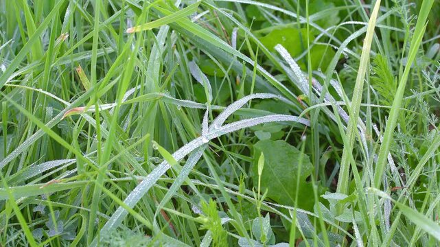 Dew on the green grass on a windless morning. Close-up of the grass covered with numerous silver droplets.